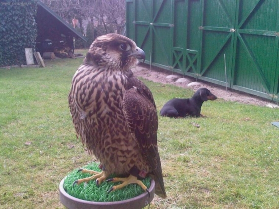 Domáci miláčikovia :)