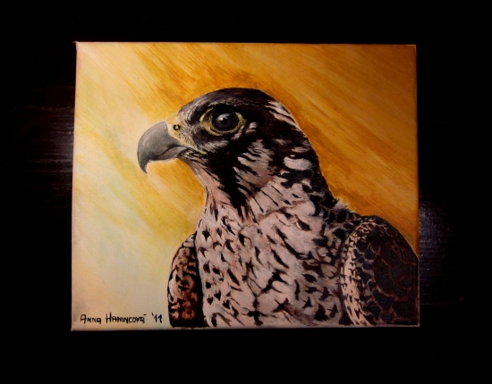 sokol sťahovavý - akryl