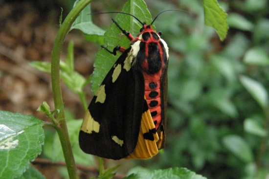 Odfotený na potulkách...