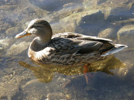 Kačka
