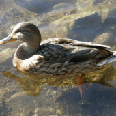 Kačka