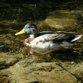 Káčer
