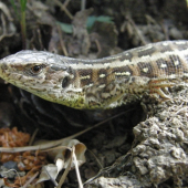Jašterica