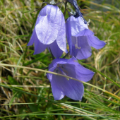 Zvončeky
