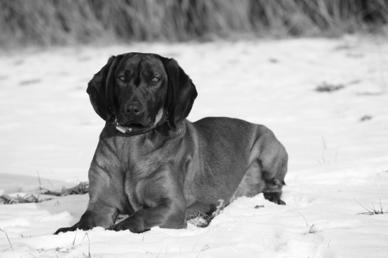 Derius spod Štibľa