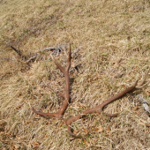 za jeden den č.2-12torak para