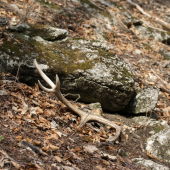 za jeden den č.-5 destorak
