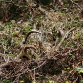 druhy krat ta neprehliadnem