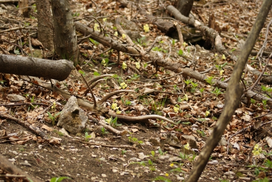 toto su krasne zažitky prvy pohlad