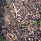 spomienka na sezonu 08