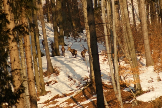 ochranka byvaleho korunača