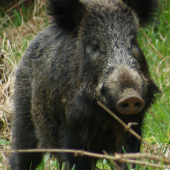 fešanda