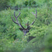 po roku sme sa stretli........ id 129614 minuly rok