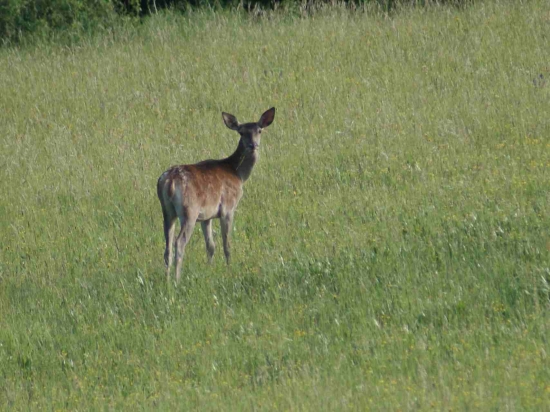 šmola