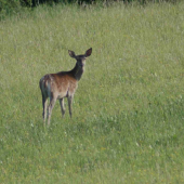 šmola