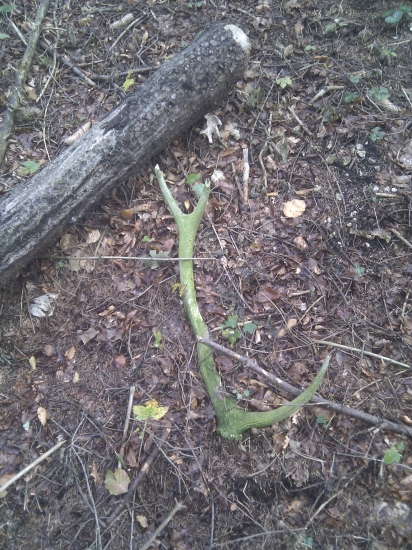 popri jelenej ruji...nadočnicovy desatorak