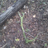 popri jelenej ruji...nadočnicovy desatorak