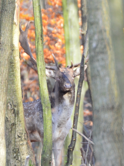 chudak s vybitim okom