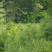 trochu sa mi triasli ruky