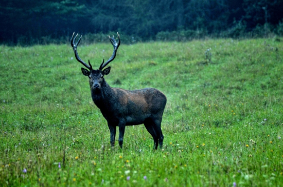 buduci kral lesa....