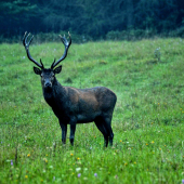 buduci kral lesa....