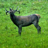rovno do objektivu