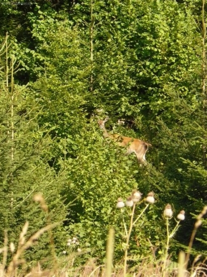 poobednajša vychydzka