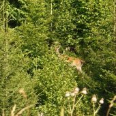 poobednajša vychydzka