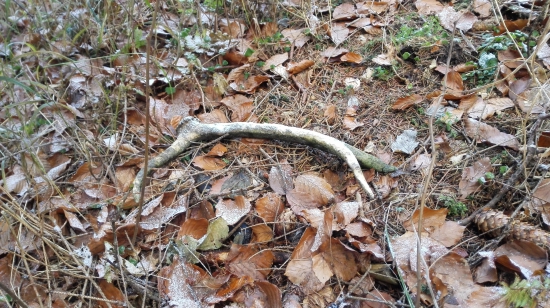 Dufam že smola sa prelomyla...aj ked stariganom