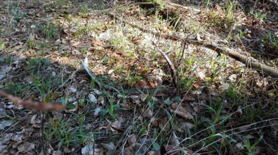 Minuloročny šetačik