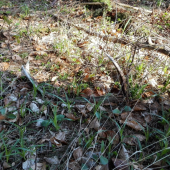 Minuloročny šetačik