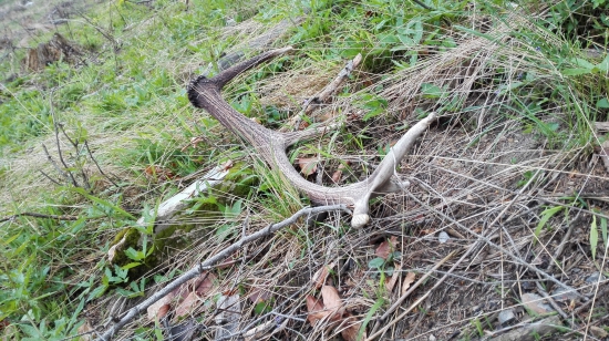 Ešte stale sa daju zdvyhnut...