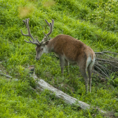 dnešny chovny mladas