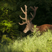 Nepravidelny 16torak