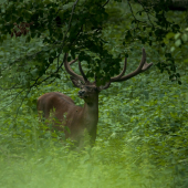 Nepravidelny 12torak