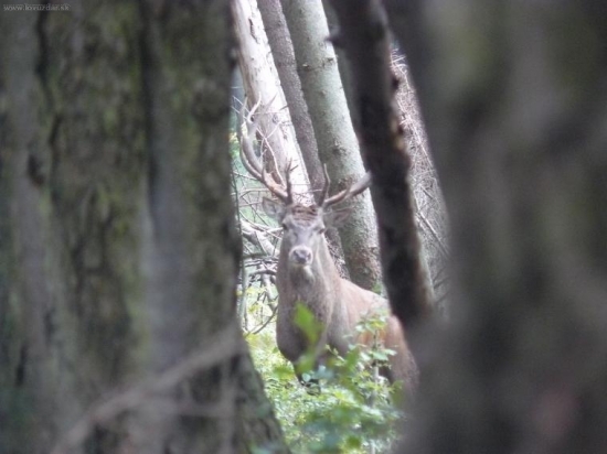 nemohol som sa pohnut