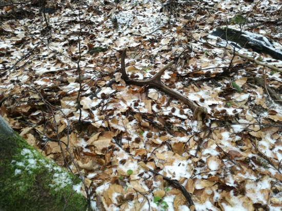 Vianočný darček od prirody