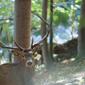 nadočnicovo korunovy desatorak