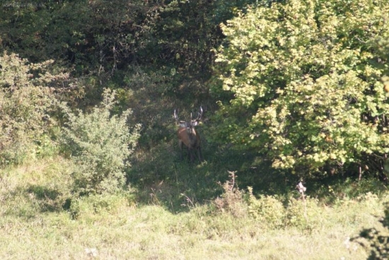dnešne rano 