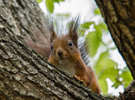 Sciurus vulgaris