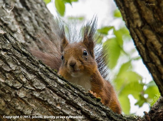 Sciurus vulgaris