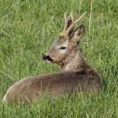 Odpočivam nerušit!!