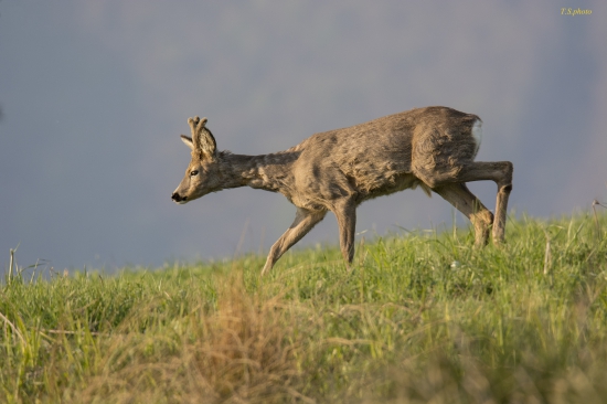 capreolus capreolus