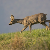 capreolus capreolus