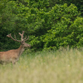 Jeleň lesný