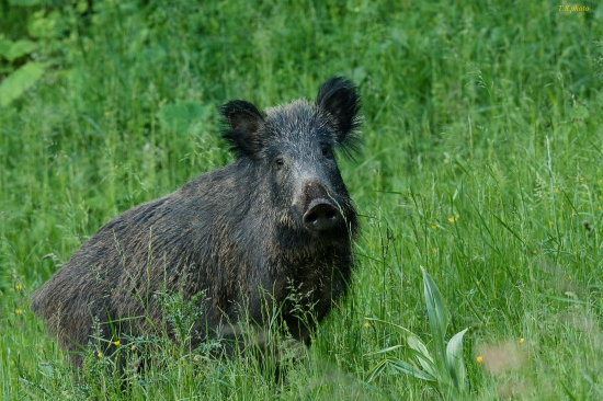 diviačica (sus scrofa)