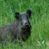 diviačica (sus scrofa)