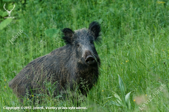 diviačica (sus scrofa)