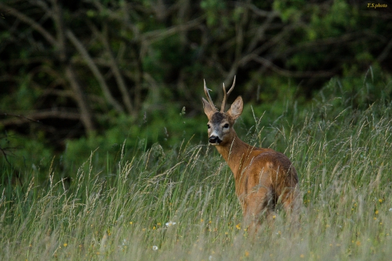 capreolus capreolus