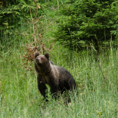 ursus arctos